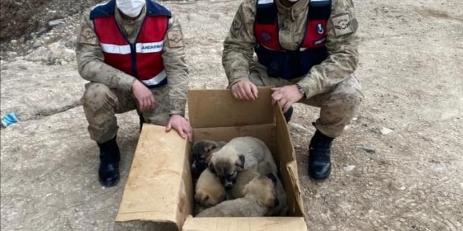 Soğukta kalan yavru köpekler barınağa götürüldü