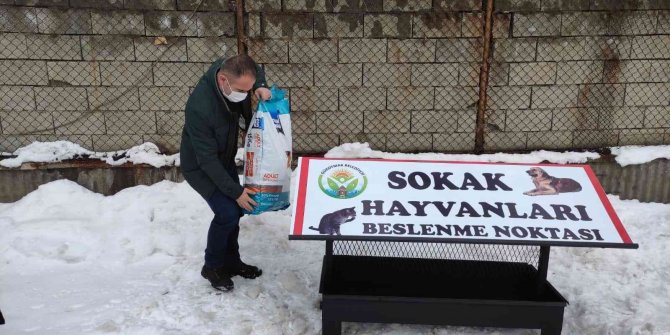 Güroymak Belediyesi sokak hayvanlarına sahip çıktı