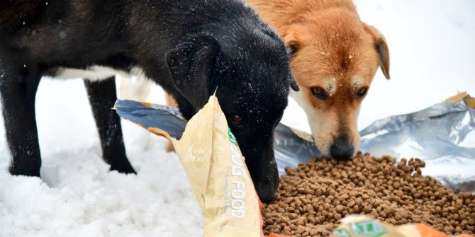 Sokak hayvanlarına dört mevsim destek