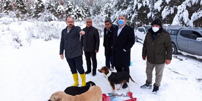 Tosya’da sokak hayvanları unutulmadı