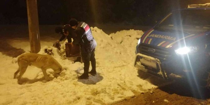 Jandarma ekipleri sokak hayvanları için doğaya mama bıraktı