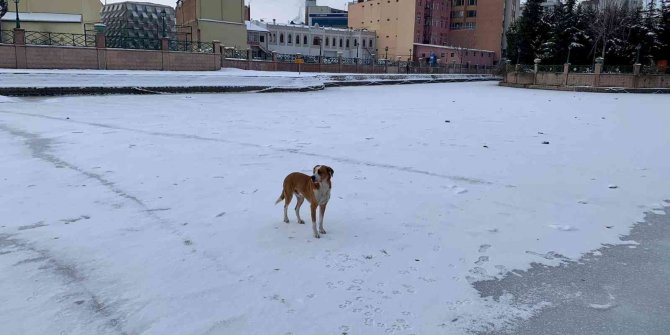 Sokak köpeğinin keyifli gezintisi