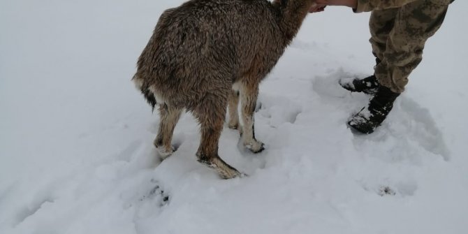 Yaralı dağ keçisi koruma altına alındı