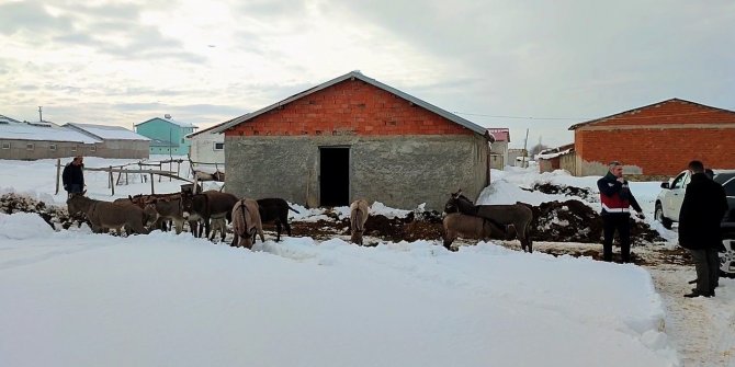 Bingöl’de kışın başıboş bırakılan eşekler kiralanan hana yerleştirildi