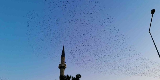 Sığırcıklardan muhteşem gösteri