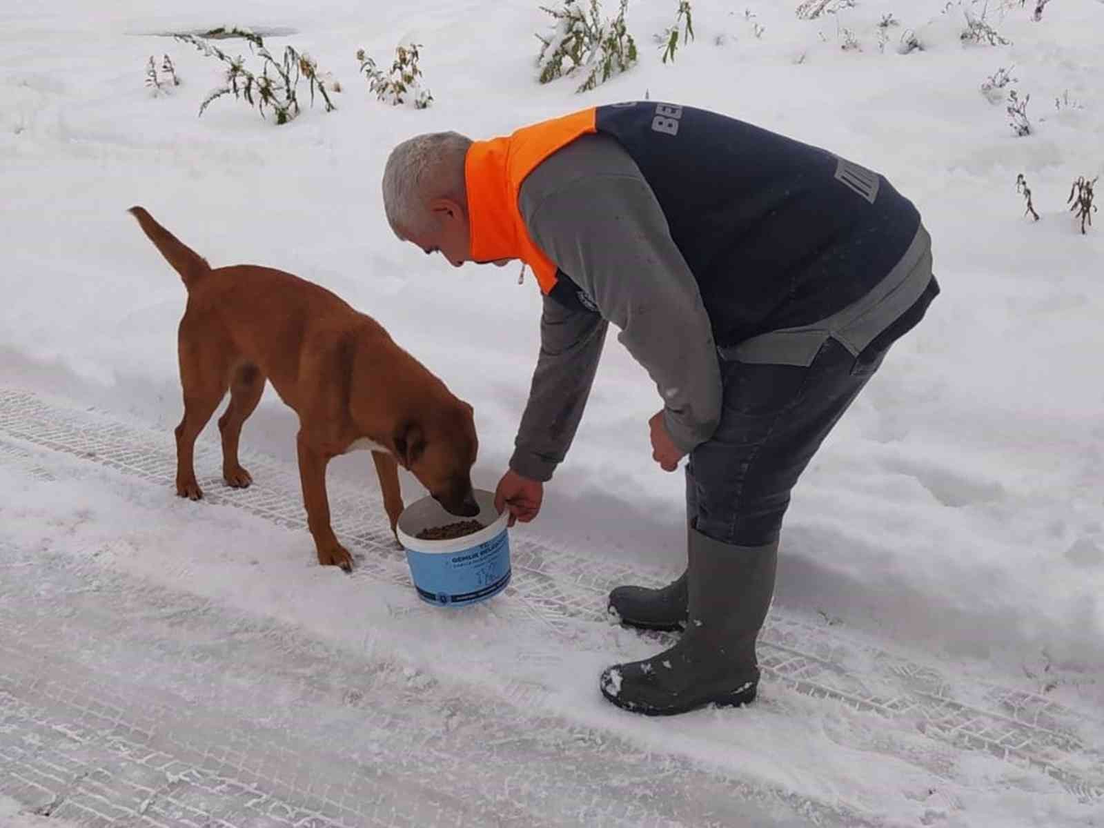 Sokaktaki canlar sahipsiz kalmadı