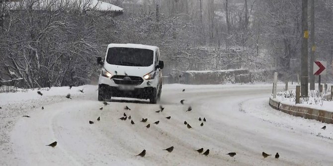 Aç kalan kuş sürüleri yola indi