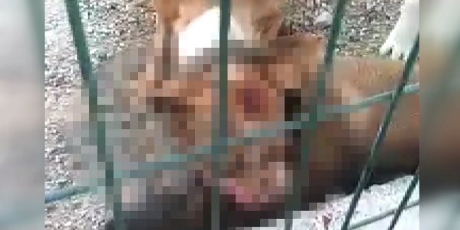 Kafesi parçalayan pitbull başka bir köpeği boğarak öldürdü