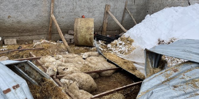 Aksaray'da ağılın çatısı çöktü, 30 koyun telef oldu