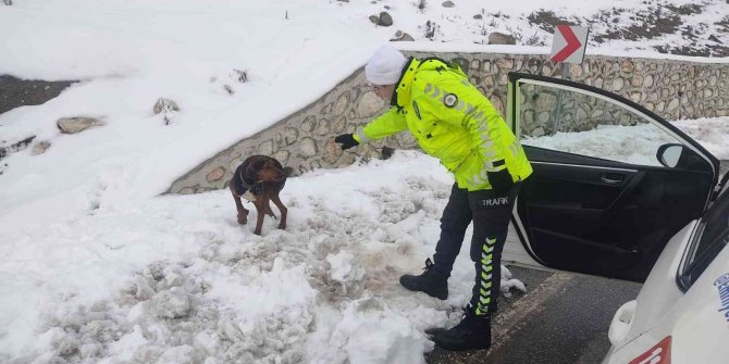 Polislerin dikkati yaralı köpeğin hayatını kurtardı