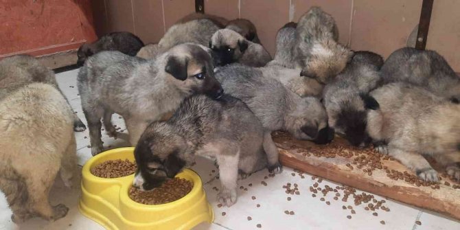 63 yavru köpek son anda ölümden kurtarıldı