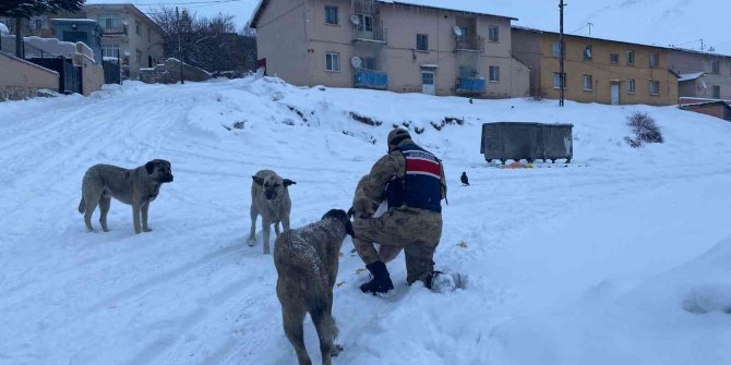 Tunceli’de sokak hayvanlarına Mehmetçik şefkati