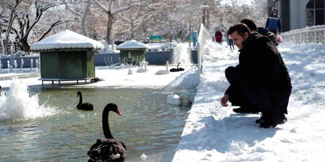 Buz tutan havuzda kuğuların renkli görüntüleri