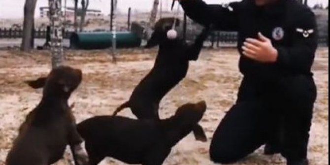 Jandarmanın görev köpekleri eğitimlerine devam ediyor