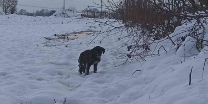 Yavru köpek donmaktan kurtarıldı