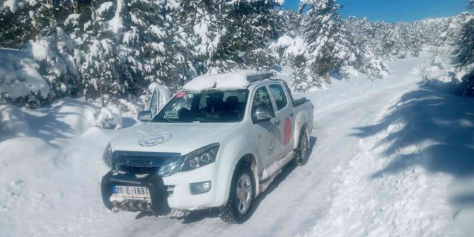 Aç kalan vaşak kediyi parçaladı