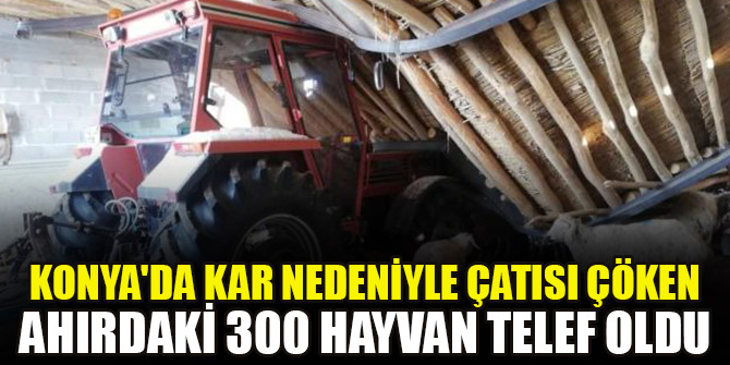 Konya'da kar nedeniyle çatısı çöken ahırdaki 300 hayvan telef oldu