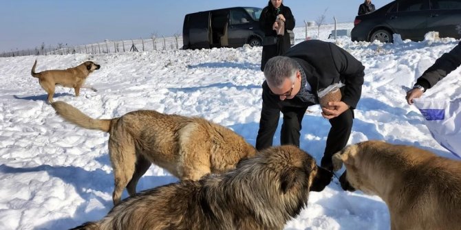 AK Parti’den yaban hayatı için doğaya yem