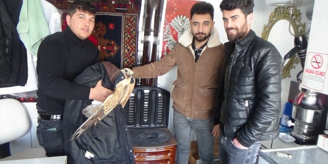 Konya'da donmak üzere olan kartal kurtarıldı