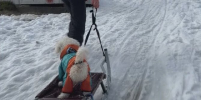 İstanbul’da köpeğin karda kayak keyfi