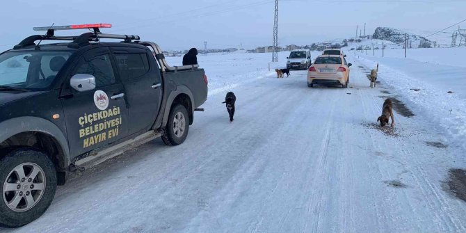 Sokak köpeklerini soğuk havada zehirleyip ölüme terk ettiler