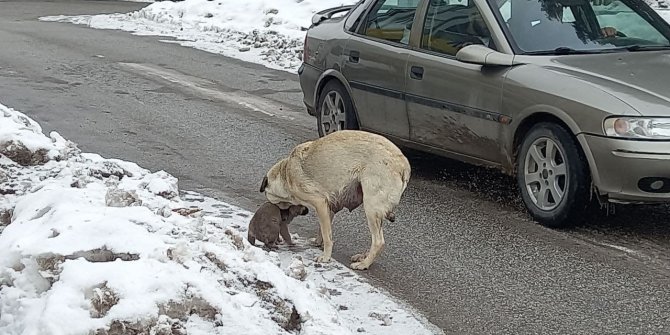 Yaramaz yavru köpeğe anne şefkati