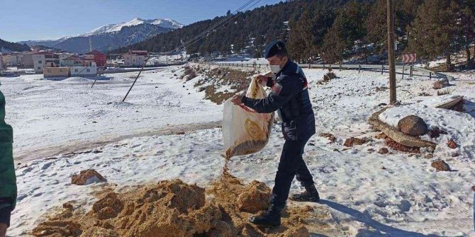 Jandarmadan yaban hayvanlarına yem