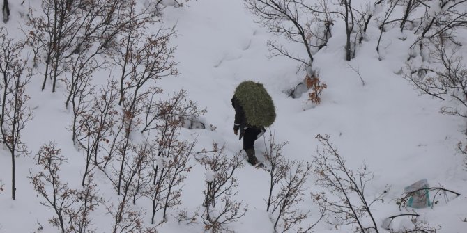 Dağ keçileri için 250 kilo otu doğaya bıraktılar