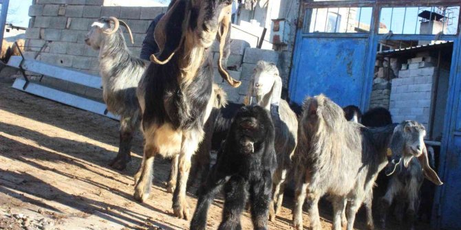 Kilis’te gözü alnında olan oğlak dünyaya geldi