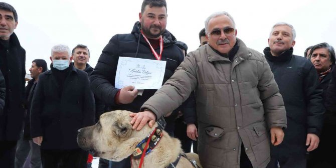 Ordu’da en güzel çoban ve av köpeği yarışı