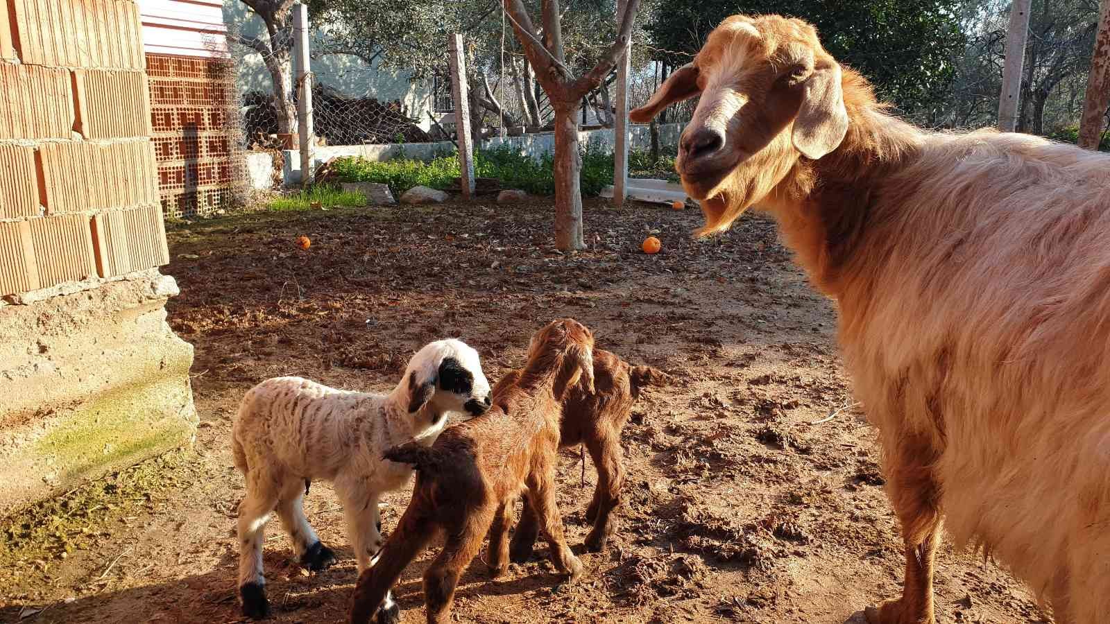 Keçi üçüz doğurdu, yavrulardan birinin kuzu olması görenleri şaşırttı