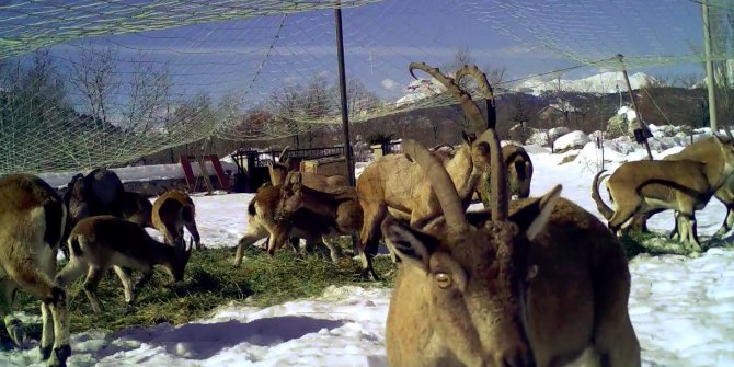 Yaban keçileri ilk kez doğal ortamından alındı