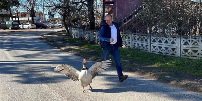 Good for the goose, good for the family: Turkish man and feathered friend are best of pals