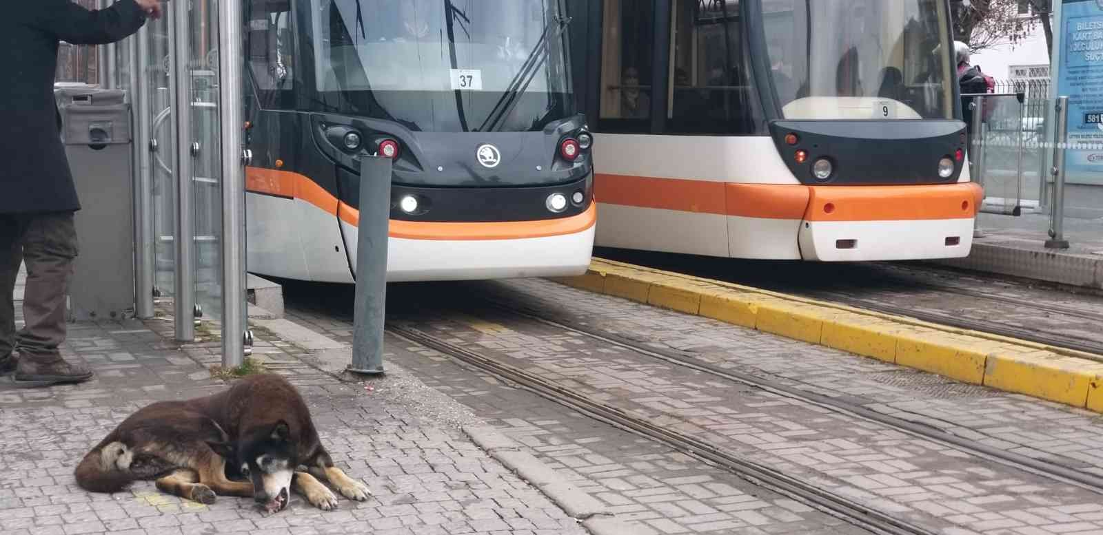 Kar yağışı en çok onları etkiliyor