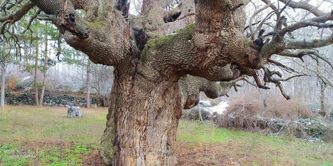 10 asırlık ağaç koruma altına alınacak