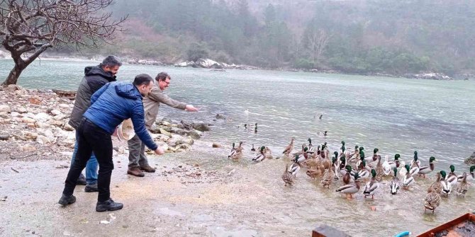 Yaban hayvanları için 50 kilogram yem bırakıldı