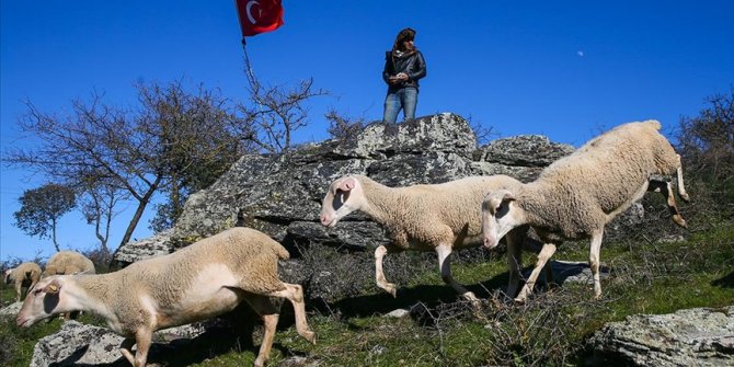 Küçükbaş hayvan yetiştiricileri çoban sorununa çözüm arıyor