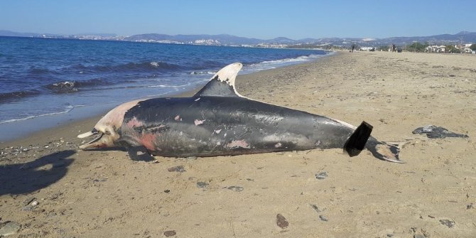 Kuşadası sahilinde nadir görülen deniz canlıları ölü olarak bulundu