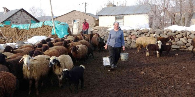 Baharın müjdecisi kuzuların anneleriyle buluşma anı