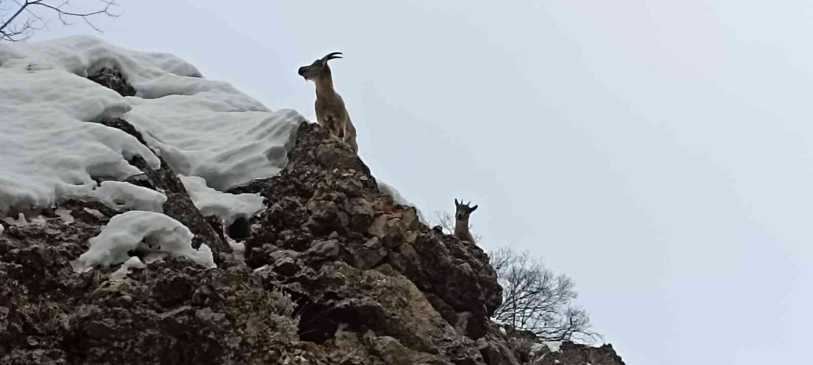 Tunceli’de yaban keçileri görüntülendi