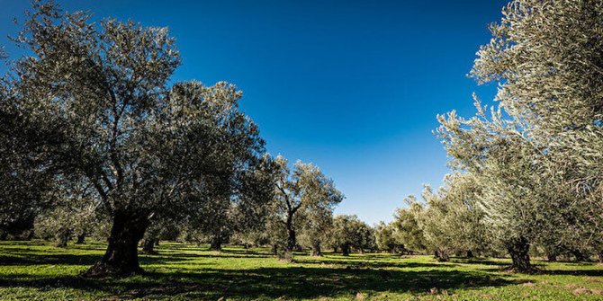Burhaniye Belediye Başkanlığı zeytinlikleri kiraya verecek