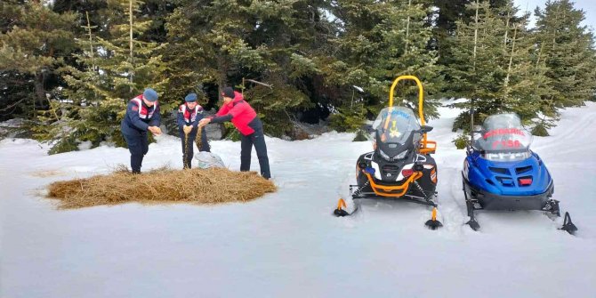 Jandarma ekipleri Ilgaz Dağı’ndaki hayvanları unutmadı