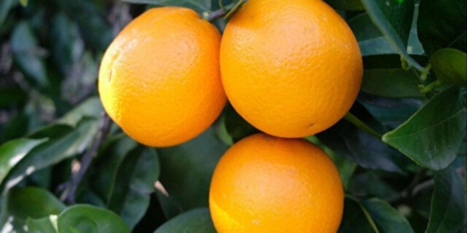 TİGEM'den portakal satış ihalesi