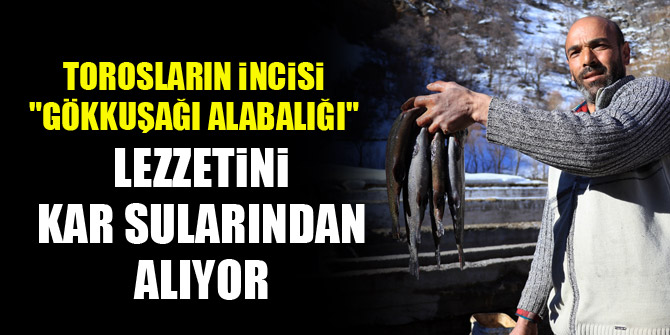 Torosların incisi "gökkuşağı alabalığı" lezzetini kar sularından alıyor