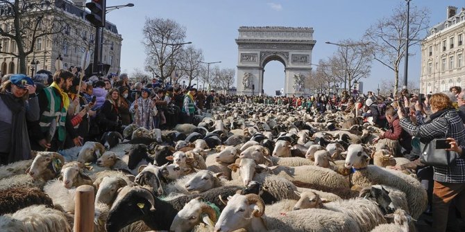 Paris'in en ünlü caddesini koyunlar doldurdu