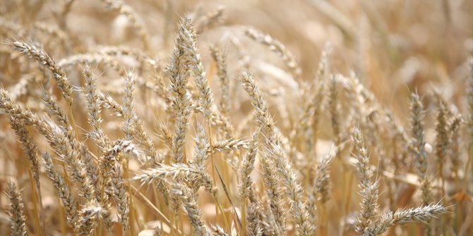 Buğday fiyatları tarihi zirveyi gördü