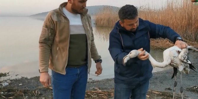 Ayağı kırılan flamingoyu kurtardılar