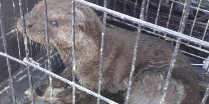 Sokak köpeklerinin yaraladığı su samuru tedavi edildi