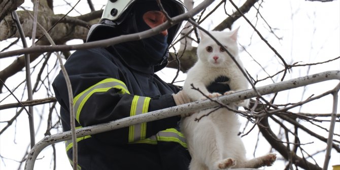 Ağaçta mahsur kalan kediyi itfaiye kurtardı