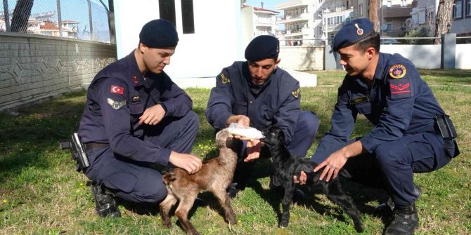 Jandarma oğlakları biberonla besliyor